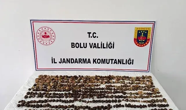 Bolu'da yabani salep toplayan 3 kişiye rekor ceza: 2 milyon 97 bin TL