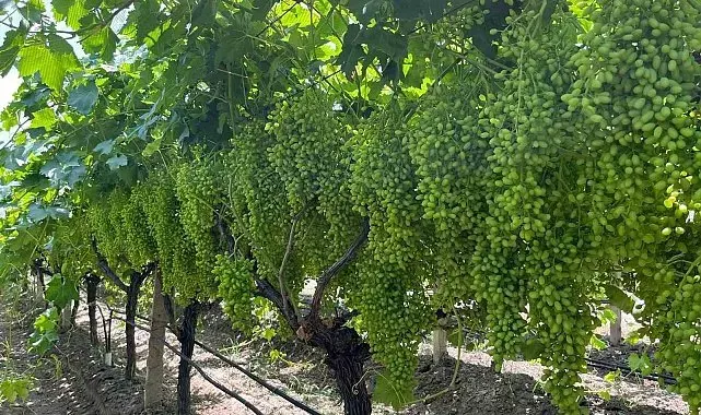 Bilinçli gübreleme, Sarıgöl bağlarında verim ve kaliteyi artırıyor