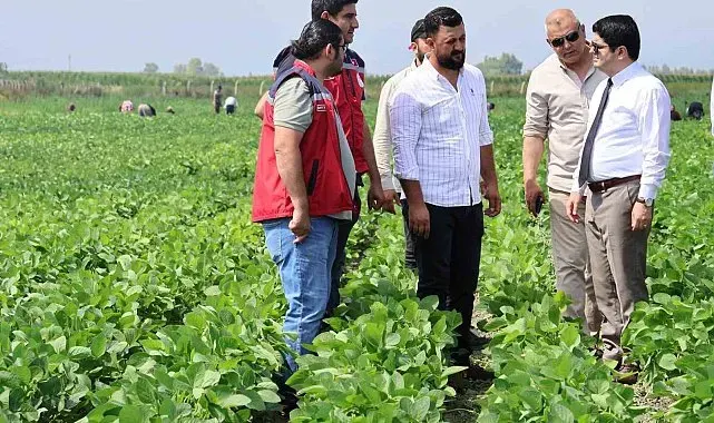 Arsuz'da soya ekimi yapıldı