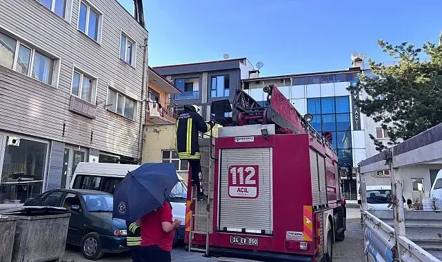 Erzincan'da karga ailesi yavrusu için kedilere ve insanlara meydan okudu