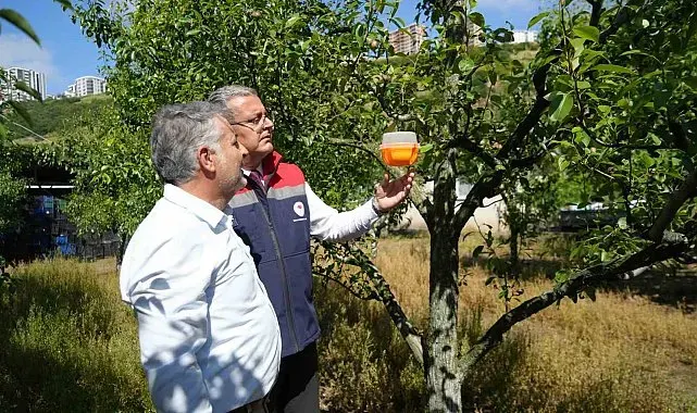 Meyvelerin en büyük düşmanına Samsun'da savaş açıldı
