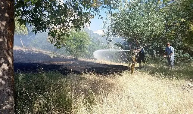 Reyhanlı'da zeytinlik yangını