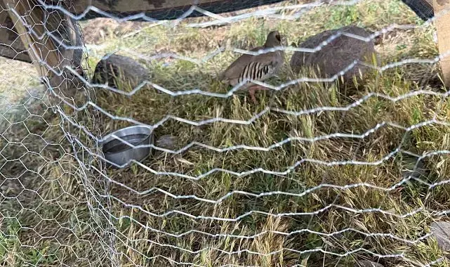 Muş'ta kafeste keklik besleyen çobana 67 bin TL para cezası verildi