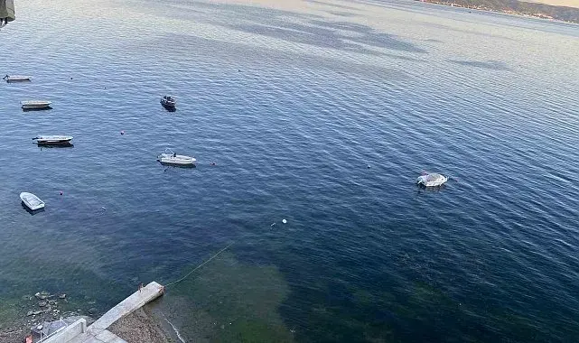 Müsilajın ardından Gemlik Körfezi'nde sevindiren görüntüler