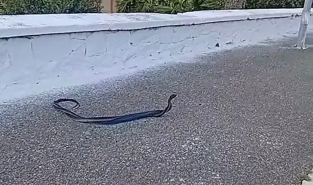 Bozdoğan'da yılanların çiftleşme dansı kamerada