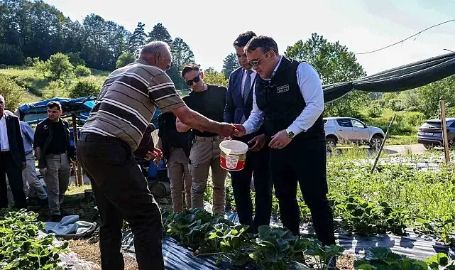Vali Sözer, çilek hasadına yaptı