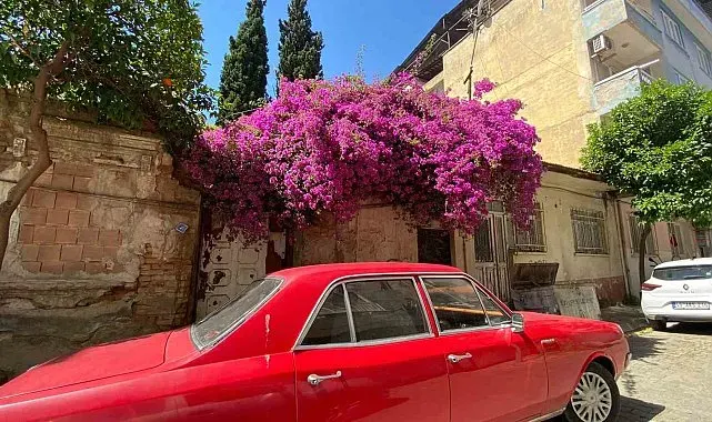 Aydın'ın cadde ve sokakları çiçek açtı