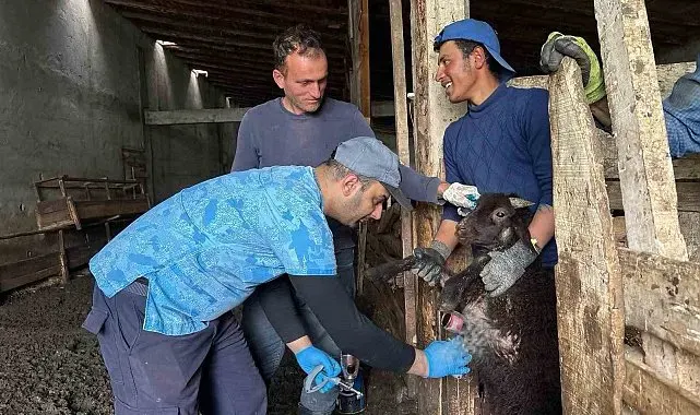 Bayburt'ta küçükbaş hayvanlara yönelik kimliklendirme ve aşılama çalışmaları sürüyor