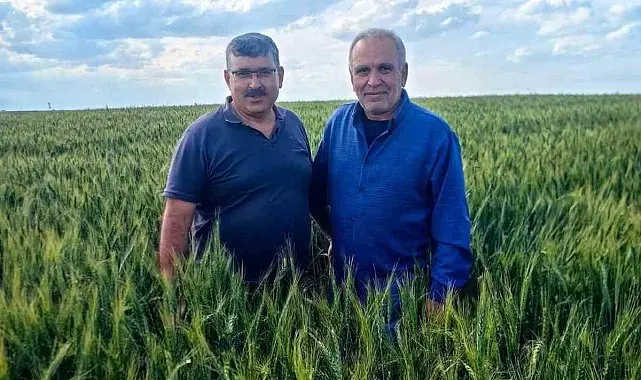 Karapınar'da arpa ve buğday tarlalarında yatma problemi