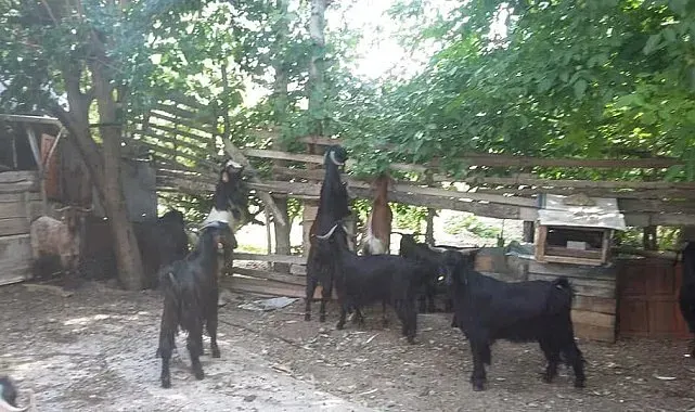 Gediz Akdağ'da Yörüklerin yayla göçü başladı