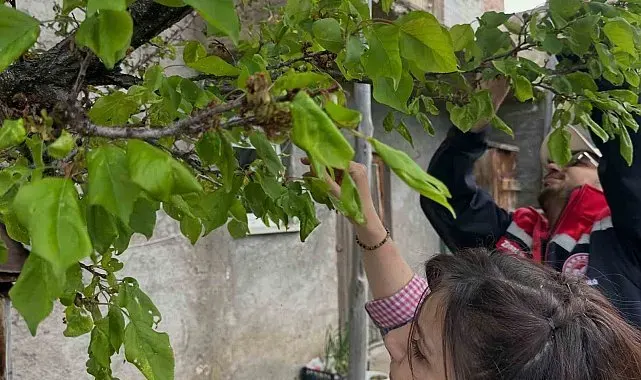 Aydıntepe'deki meyve bahçelerinde hastalık ve zararlı kontrolü yapıldı