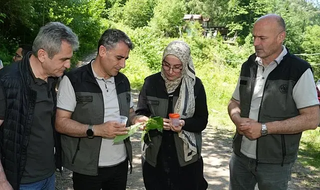 Kestane ormanlarını korumak için 5 bin samuray arısı doğaya salındı