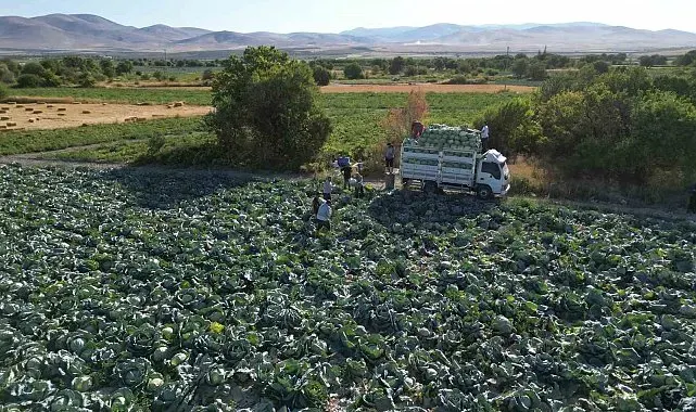 Niğde'de üreticilerin beyaz lahana hasat mesaisi başladı