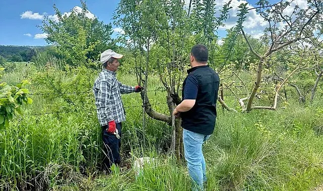 Meyve bahçelerine yönelik yürütülen bitki sağlığı çalışmaları sürüyor