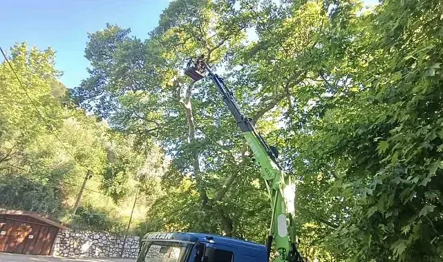Karacasu'daki anıt ağaçlar yaz dönemine hazırlandı