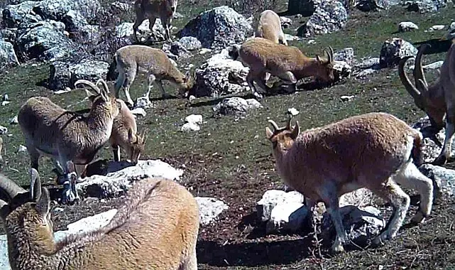 Munzur'un sessiz misafirleri fotokapana takıldı