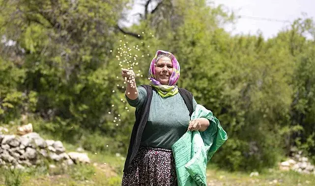 Atalık tohumlar toprakla buluştu, üreticiye can suyu oldu