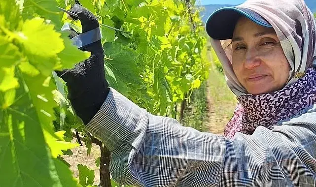 Üreticiler üzüm için zamana karşı yarışıyor