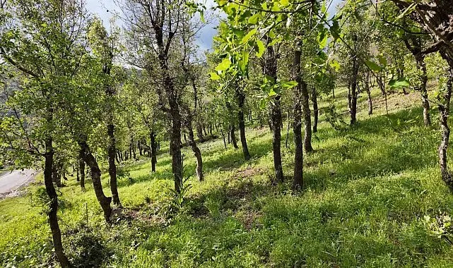 Şırnak'ta ormanlık alanda tırtıl istilası