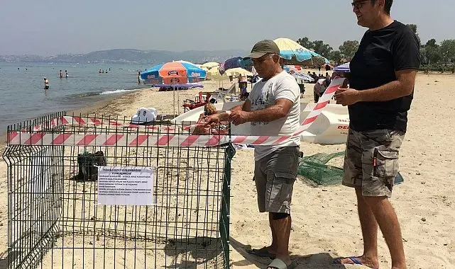 Aydın kıyıları deniz kaplumbağaları için yeni yuvalama merkezi oldu