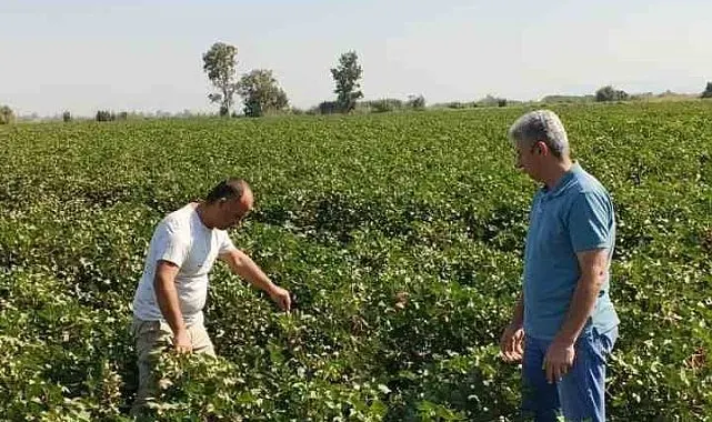 Didim'de pamuk tarlalarında zararlı denetimi