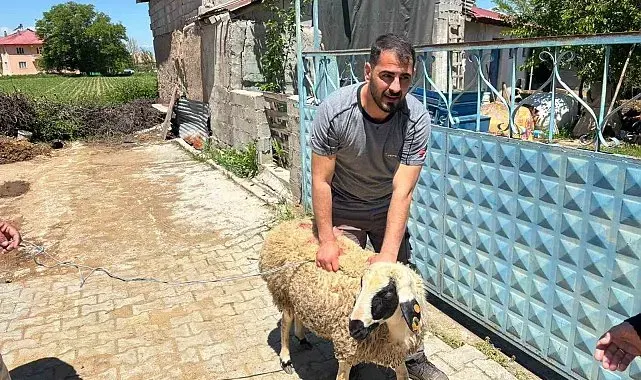 Erzincan'da kaçan kurbanlık koyun 1 saat sonra yakalandı
