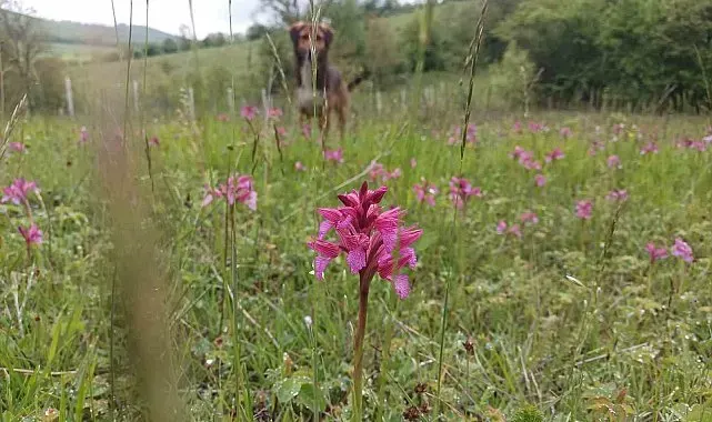 Doğada yağmur bereketi: Salep patladı, mantarlar devleşti