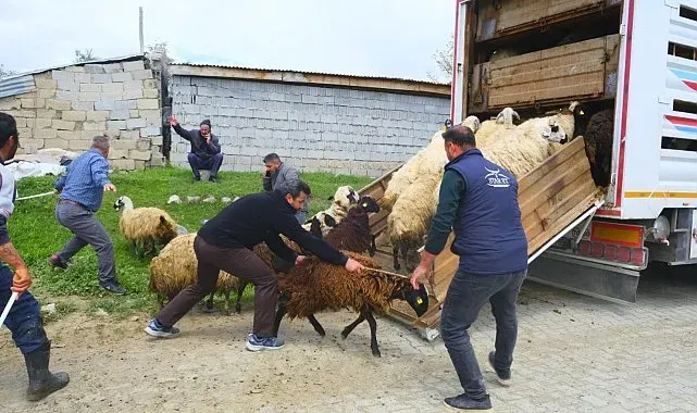 Erzincan'da yayla yolculuğu başladı, üreticiler hayvanları kamyonlara yüklemekte zorlandı