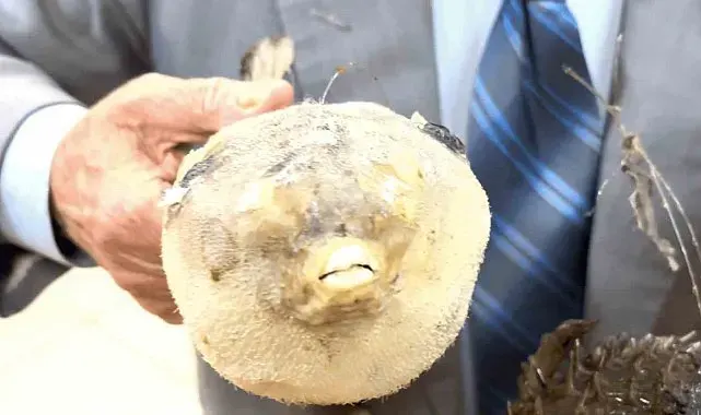Balıkçı Kenan'dan "balon balığı" uyarısı: "Dişleri jilet gibi, dikenleri zehirli"