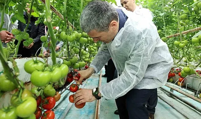 Vali Aktaş domates hasadı yaptı