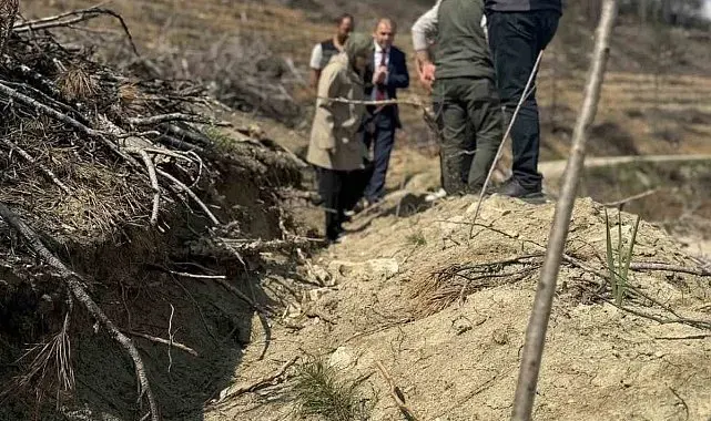 Bilecik'te yangın sahalarında ağaçlandırma çalışmaları incelendi