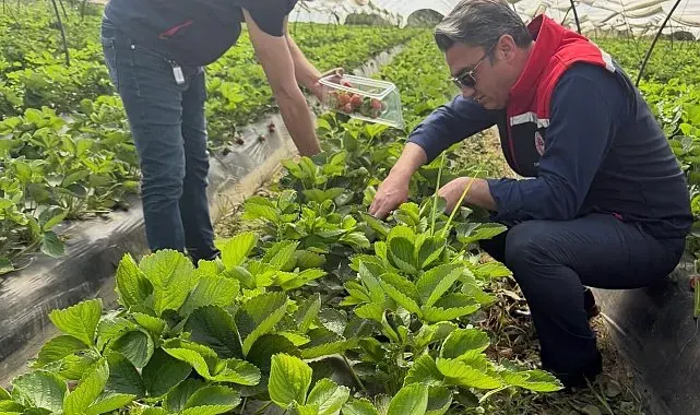 Koçarlı'da çilek bahçelerinde pestisit denetimi