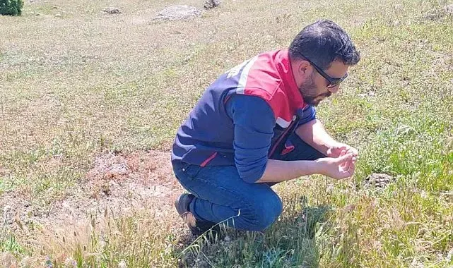 Koçarlı'da zararlılara karşı tespit ve mücadele çalışmaları sürüyor
