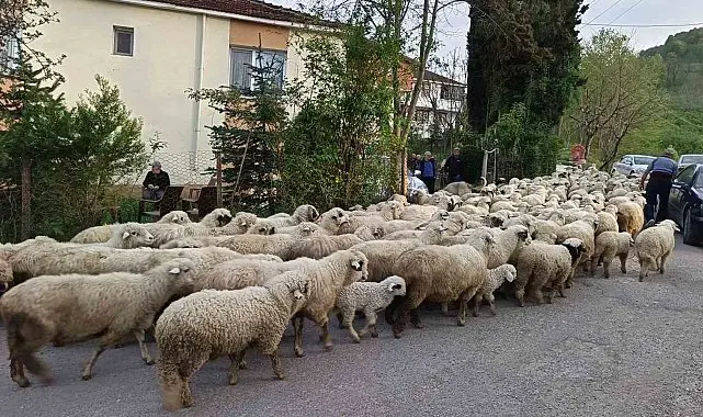 Ordu'da koyunların yayla yolculuğu
