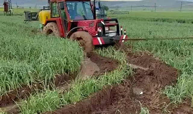 Araban Ovası'nda etkili olan yağışlar yeşil sarımsak hasadını geciktirdi