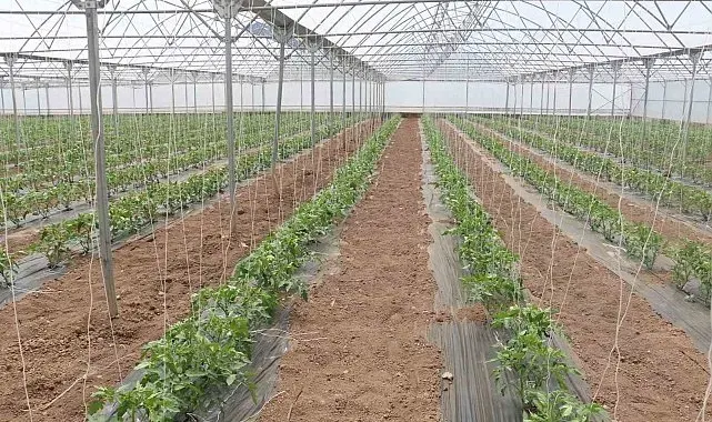 23 dekarlık serada yılda 3 ürün hasadı