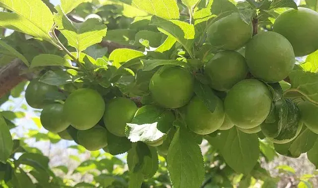 Rekor fiyatla başlayan erikte hasat yoğunlaştı: Kilosu 30-40 TL ile 170 TL arasında