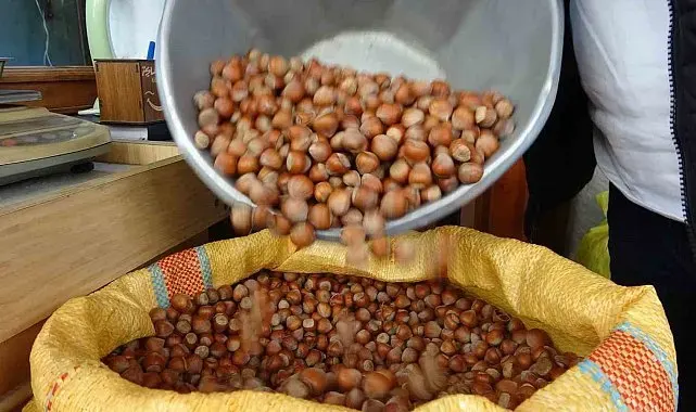 Düzce'den AB ülkelerine 4 bin 452 ton fındık ihraç edildi