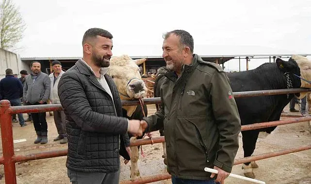 Kastamonu'da Kurban Bayramı hareketliliği: 850 kilogramlık tosun 340 bin liraya alıcı buldu