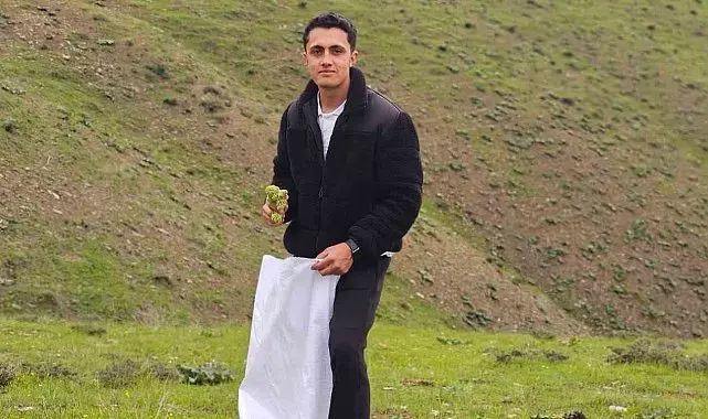 Muş'ta "Yayla muzu" mesaisi başladı