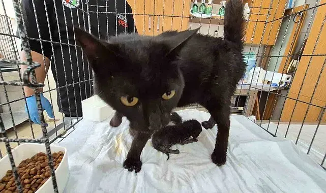 Havalandırma boşluğuna düşen kedi ve yavruları kurtarıldı