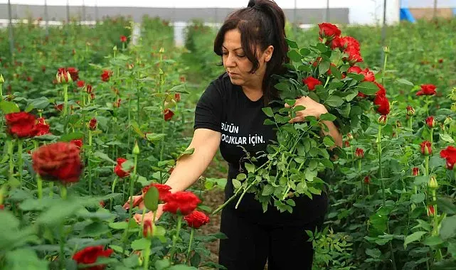 Gül serada 5, çiçekçide 50-100 lira