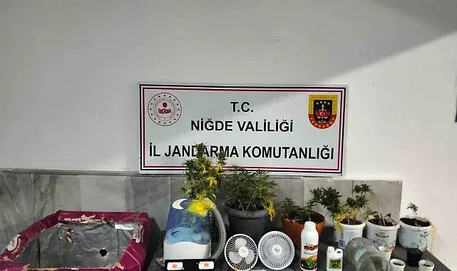 Niğde'de yasadışı kenevir yetiştirenlere operasyon