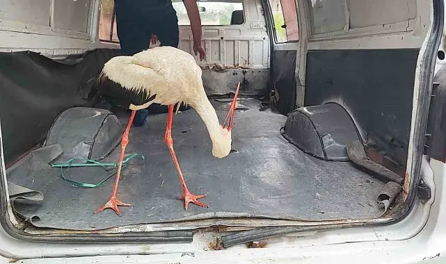 Adana'da yaralı leyleğe vatandaş sahip çıktı