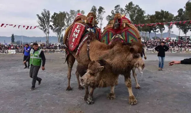 Başkan Kaya'dan yılın ilk deve güreşine davet