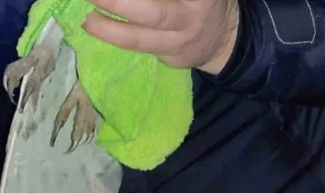 Polis yolda bulduğu yaralı baykuşu kurtardı