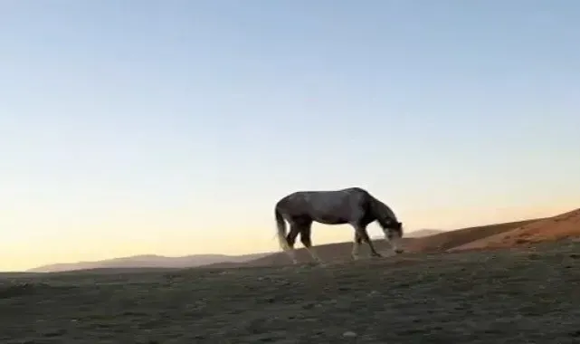 Bayburt'ta cirit sporcusunun atıyla kurduğu dostluk hayran bıraktı
