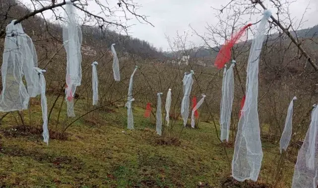 'Müslüman çam ağacı süslemez' deyip, fındık bahçesini süsledi