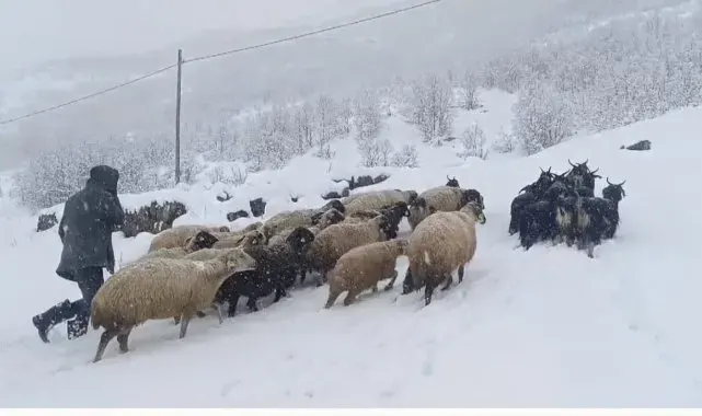 Muş'ta kar yağışı çiftçilerin hayatını olumsuz etkiledi