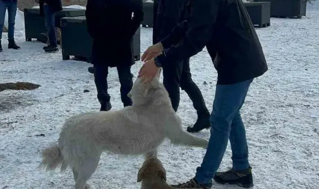 Damal'da sokak hayvanları emin ellerde